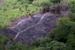 Estudo liga paraísos fiscais a desmatamento na Amazônia
