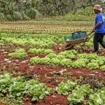 Investimento de R$ 85 bilhões: conheça o Plano Safra da Agricultura Familiar, lançado por Lula nesta quarta