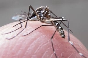 Brasil tem maior número de mortes por dengue desde 2015