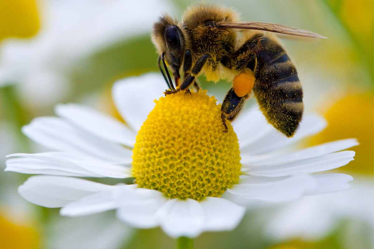 Quais são os principais inimigos das abelhas?