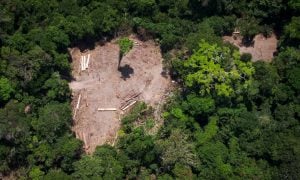 Três em cada quatro hectares desmatados têm indícios de ilegalidade