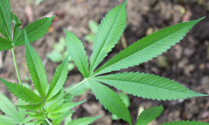 STJ autoriza que homem plante até 354 plantas de cannabis por ano para tratar ansiedade