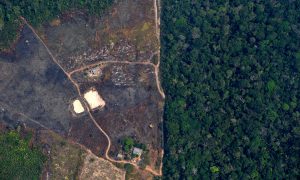 Desmatamento da Amazônia bate recorte no primeiro semestre de 2020