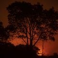 STF dá prazo para o Congresso aprovar lei de proteção do Pantanal