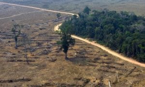 Agropecuária ocupa “considerável extensão de terra” na Amazônia, diz pesquisadora