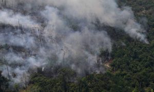 Floresta amazônica pode se tornar uma emissora de CO2, diz estudo