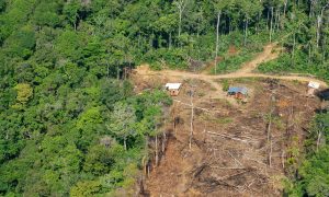Anúncio da China sobre desmatamento ilegal coloca agro brasileiro sob pressão