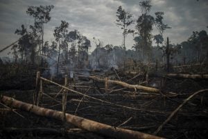 Desmatamento cresceu 28% no Cerrado e 7% na Amazônia em 2022