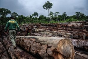 Banco francês BNP Paribas é acusado de financiar desmatamento no Brasil