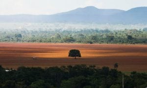 Produção de soja já ocupa 10% do Cerrado brasileiro, aponta o MapBiomas