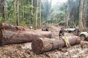 Alertas de desmatamento na Amazônia Legal têm recorde para o mês de junho