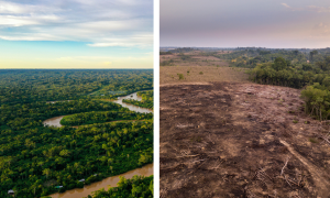 Em 35 anos, Amazônia perde mais vegetação nativa do que em 5 séculos