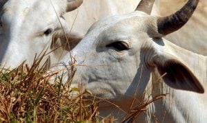 ISKCON contribui para o aumento do vegetarianismo no Brasil, o maior  exportador mundial de carne bovina. (Versión en Portugués) – Portal de  ISKCON NOTICIAS