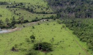 Amazônia: degradação afeta área três vezes maior que desmatamento
