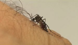 Dengue: Brasil tem, em 6 meses, 6,1 milhões de casos e 4,2 mil mortes