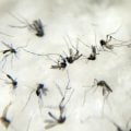 Brasil responde por 80% dos casos de dengue no mundo