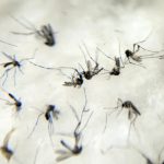 Dengue, espaço urbano e desigualdade:  uma análise conjuntural sobre o problema da dengue no Brasil