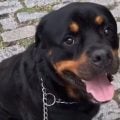O que se sabe sobre o envenenamento de cerca de 40 cães no Rio de Janeiro
